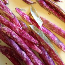 Here are the empty Borlotti Bean hulls and you can see why they're also called 'Cranberry' what an amazing dark fuchsia against the startlingly pale interior!