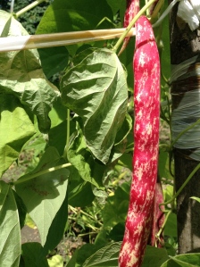 A beautiful Cranberry Bean growing in our friend's garden near the town of Crodo in Piedmont.